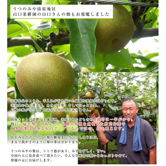 栃木県より産地直送 JAうつのみやの梨 大玉限定 あきづき梨 4Lサイズ以上 秀品 約5キロ (7玉から12玉) 送料無料 06