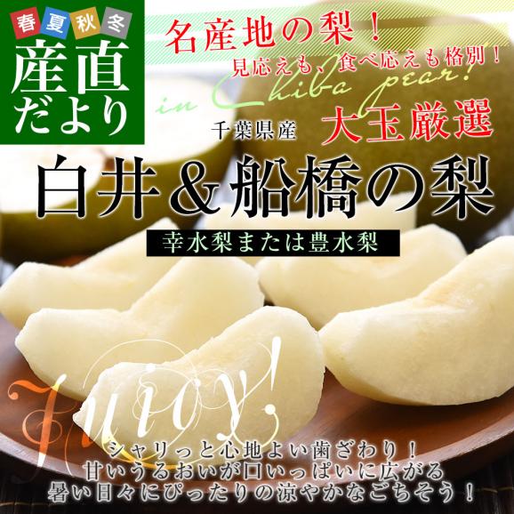 千葉県産 白井＆船橋の梨（幸水または豊水）秀品 特大サイズ 約2キロ(3玉から4玉入り) 送料無料 梨 なし ナシ こうすい ほうすい02