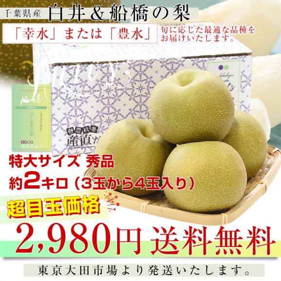 千葉県産 白井＆船橋の梨（幸水または豊水）秀品 特大サイズ 約2キロ(3玉から4玉入り) 送料無料 梨 なし ナシ こうすい ほうすい03