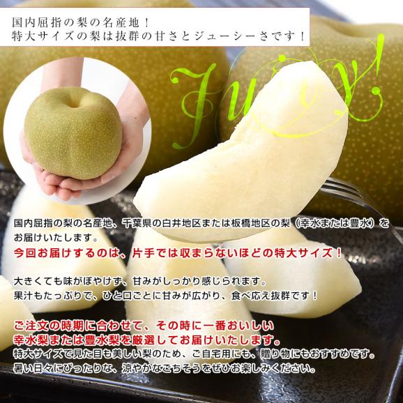 千葉県産 白井＆船橋の梨（幸水または豊水）秀品 特大サイズ 約2キロ(3玉から4玉入り) 送料無料 梨 なし ナシ こうすい ほうすい04