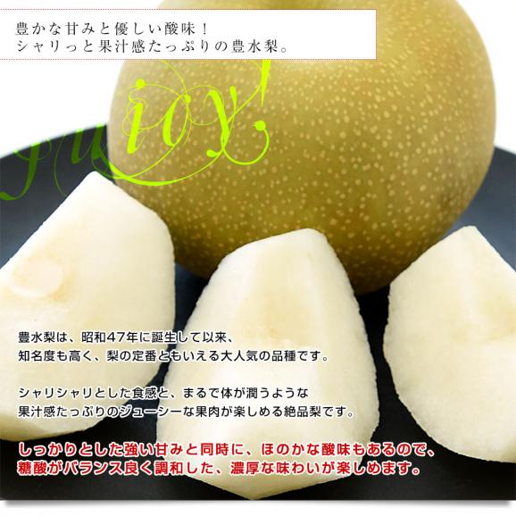 千葉県産 白井＆船橋の梨（幸水または豊水）秀品 特大サイズ 約2キロ(3玉から4玉入り) 送料無料 梨 なし ナシ こうすい ほうすい06