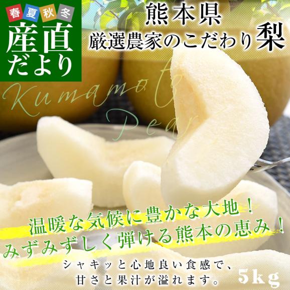 九州から産地直送 熊本県 大玉梨 厳選農家のこだわり梨 約5キロ (10玉から18玉) 送料無料 豊水梨 あきづき なし 熊本02