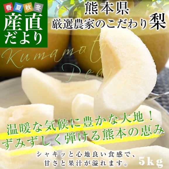 九州から産地直送 熊本県 大玉梨 厳選農家のこだわり梨 約5キロ (10玉から14玉) 送料無料 豊水梨 なし 熊本02
