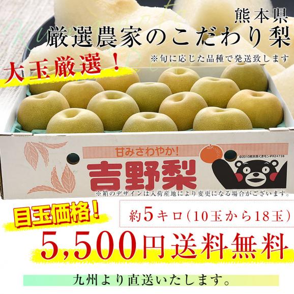九州から産地直送 熊本県 大玉梨 厳選農家のこだわり梨 約5キロ (10玉から18玉) 送料無料 豊水梨 あきづき なし 熊本03
