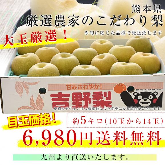 九州から産地直送 熊本県 大玉梨 厳選農家のこだわり梨 約5キロ (10玉から14玉) 送料無料 豊水梨 なし 熊本03