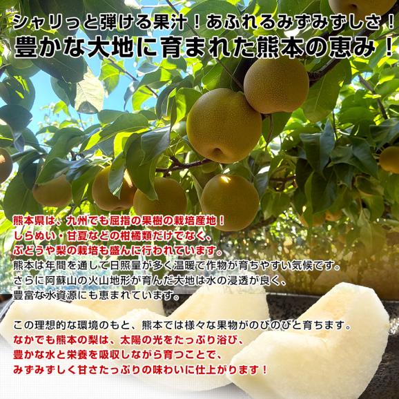 九州から産地直送 熊本県 大玉梨 厳選農家のこだわり梨 約5キロ (10玉から14玉) 送料無料 豊水梨 なし 熊本04