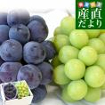 山梨県産 シャインマスカット＆ピオーネ 合計約1.1キロ以上(550g&times;2房) 送料無料 クール便 ぶどうセット ギフト