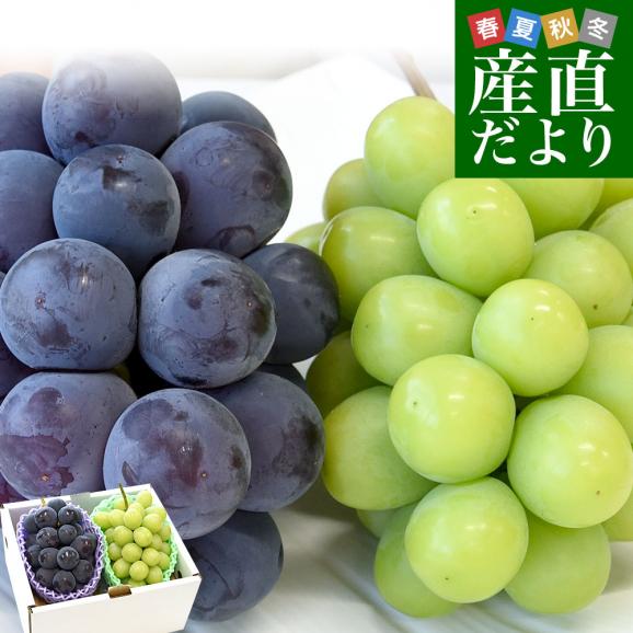 山梨県産 シャインマスカット＆ピオーネ 合計約1.1キロ以上(550g&times;2房) 送料無料 クール便 ぶどうセット ギフト01