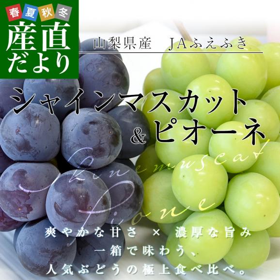 山梨県産 シャインマスカット＆ピオーネ 合計約1.1キロ以上(550g&times;2房) 送料無料 クール便 ぶどうセット ギフト02