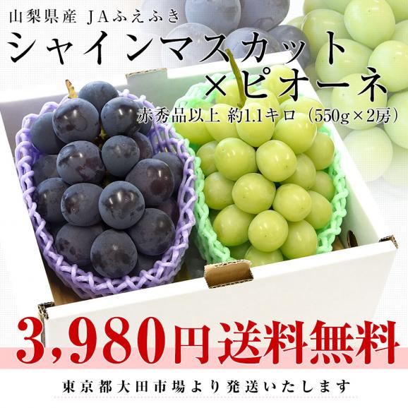 山梨県産 シャインマスカット＆ピオーネ 合計約1.1キロ以上(550g&times;2房) 送料無料 クール便 ぶどうセット ギフト03
