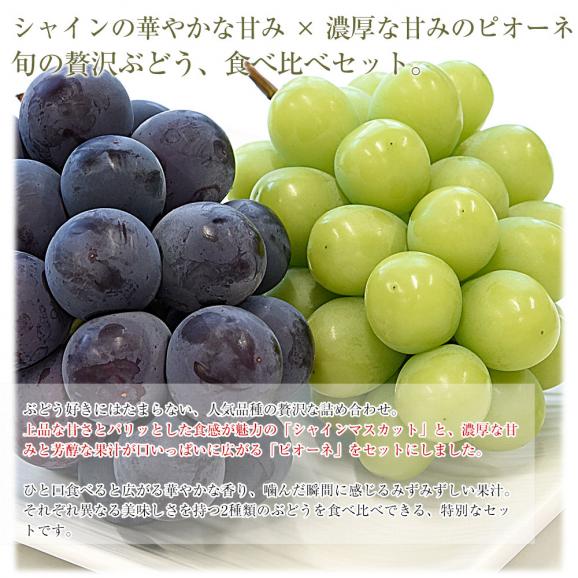 山梨県産 シャインマスカット＆ピオーネ 合計約1.1キロ以上(550g&times;2房) 送料無料 クール便 ぶどうセット ギフト04