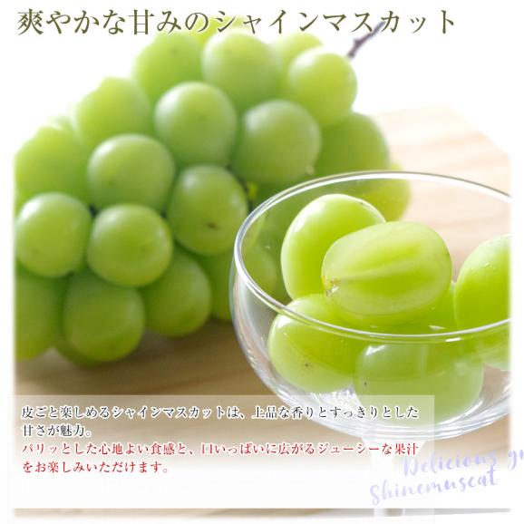 山梨県産 シャインマスカット＆ピオーネ 合計約1.1キロ以上(550g&times;2房) 送料無料 クール便 ぶどうセット ギフト05