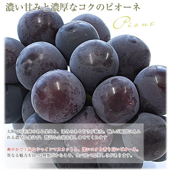 山梨県産 シャインマスカット＆ピオーネ 合計約1.1キロ以上(550g&times;2房) 送料無料 クール便 ぶどうセット ギフト06