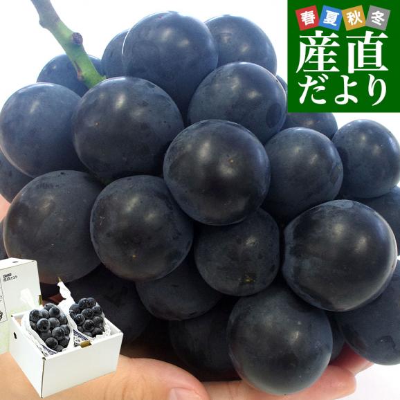 山梨県産JAふえふき　大型サイズ　種なしピオーネ 赤秀以上 約1.1キロ (2房入り) 送料無料 葡萄 ぶどう 黒ぶどう ※クール便01