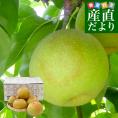 九州から産地直送 熊本県 こだわり農家の秋麗梨 (しゅうれいなし)  約1.8キロ (5玉から6玉) 送料無料 ナシ なし