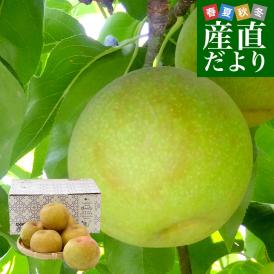 九州から産地直送 熊本県 こだわり農家の秋麗梨 (しゅうれいなし)  約1.8キロ (5玉から6玉) 送料無料 ナシ なし