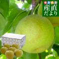 九州から産地直送 熊本県 こだわり農家の秋麗梨 (しゅうれいなし)  約1.8キロ (5玉から6玉) 送料無料 ナシ なし