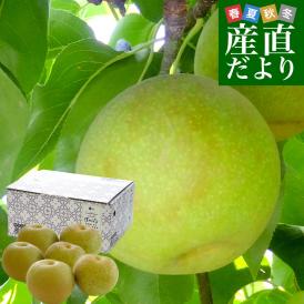 九州から産地直送 熊本県 こだわり農家の秋麗梨 (しゅうれいなし)  約1.8キロ (5玉から6玉) 送料無料 ナシ なし