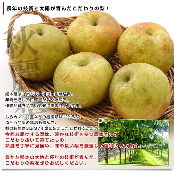 九州から産地直送 熊本県 こだわり農家の秋麗梨 (しゅうれいなし)  約1.8キロ (5玉から6玉) 送料無料 ナシ なし05