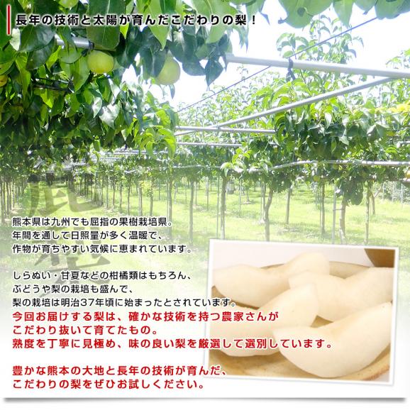 九州から産地直送 熊本県 こだわり農家の秋麗梨 (しゅうれいなし)  約1.8キロ (5玉から6玉) 送料無料 ナシ なし05