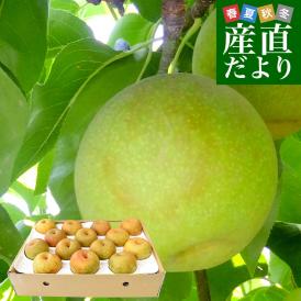 九州から産地直送 熊本県 こだわり農家の秋麗梨 (しゅうれいなし)  約5キロ (14玉から16玉) 送料無料 ナシ なし