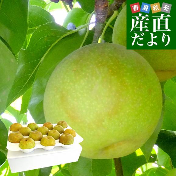 九州から産地直送 熊本県 こだわり農家の秋麗梨 (しゅうれいなし)  約5キロ (14玉から16玉) 送料無料 ナシ なし01