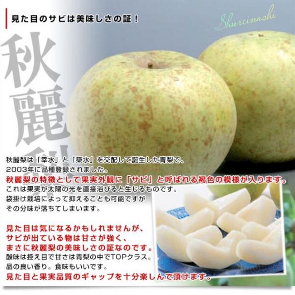 九州から産地直送 熊本県 こだわり農家の秋麗梨 (しゅうれいなし)  約5キロ (14玉から16玉) 送料無料 ナシ なし04
