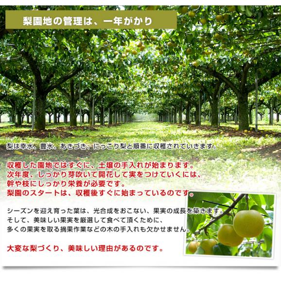 栃木県 JA全農とちぎ 梨（豊水またはあきづき）秀品 約2キロ (5玉から6玉) 送料無料 なし ナシ ほうすい あきづき06