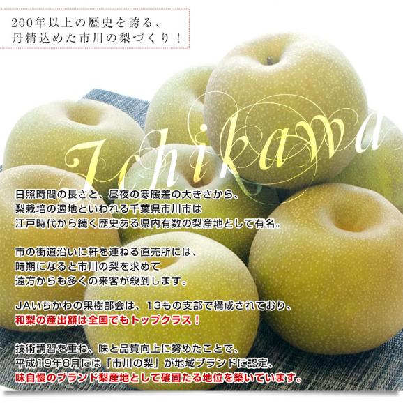 千葉県産 JAいちかわ 市川の梨 (曽谷・下貝塚支部他) 優品以上 大玉 約2キロ(4玉から6玉) 送料無料 梨 なし ナシ 豊水 ほうすい あきづき05
