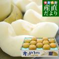 千葉県産 JAいちかわ 市川の梨 (曽谷・下貝塚支部他) 優品以上 大玉 約5キロ(10玉から14玉) 送料無料 梨 なし ナシ 豊水 ほうすい あきづき