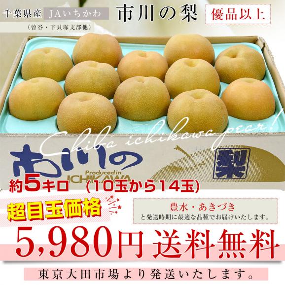 千葉県産 JAいちかわ 市川の梨 (曽谷・下貝塚支部他) 優品以上 大玉 約5キロ(10玉から14玉) 送料無料 梨 なし ナシ 豊水 ほうすい あきづき03