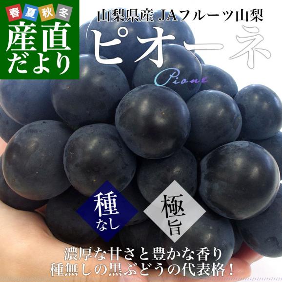 山梨県産 JAフルーツ山梨 種なしピオーネ 秀品 約900g (450g×2房入り) 送料無料 葡萄 ぶどう 黒ぶどう ※クール便 02
