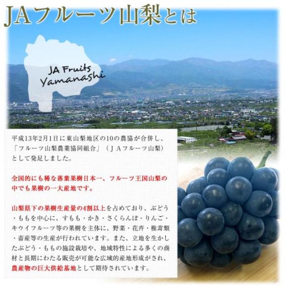 山梨県産 JAフルーツ山梨 種なしピオーネ 秀品 約900g (450g×2房入り) 送料無料 葡萄 ぶどう 黒ぶどう ※クール便 05