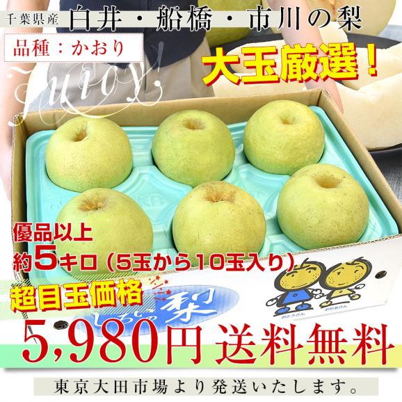 千葉県産 かおり 梨（白井・船橋・市川エリア）優品以上 大玉 約5キロ（5玉から10玉入り） 送料無料 梨 ナシ03
