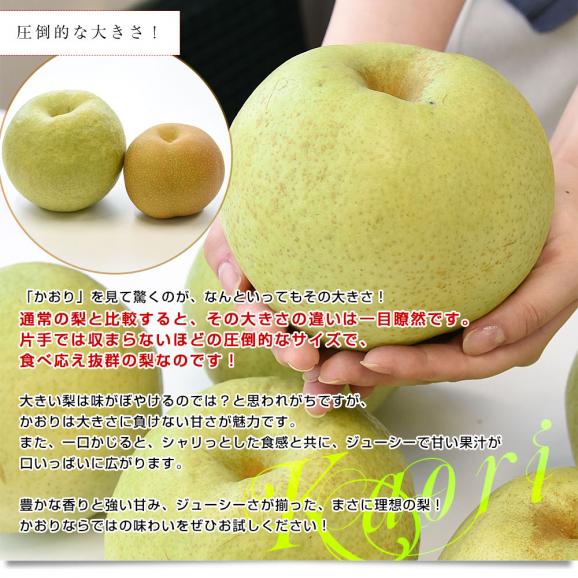 千葉県産 かおり 梨（白井・船橋・市川エリア）優品以上 大玉 約5キロ（5玉から10玉入り） 送料無料 梨 ナシ05