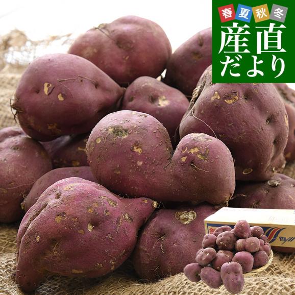 香川県産 JA香川県 ご家庭用 坂出金時いも 約5キロ（20本から30本前後） 送料無料 さかいで きんとき さつまいも サツマイモ01