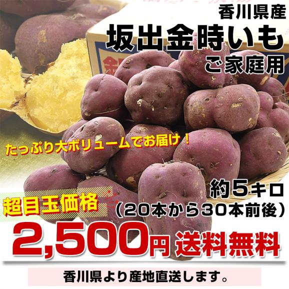 香川県産 JA香川県 ご家庭用 坂出金時いも 約5キロ（20本から30本前後） 送料無料 さかいで きんとき さつまいも サツマイモ03
