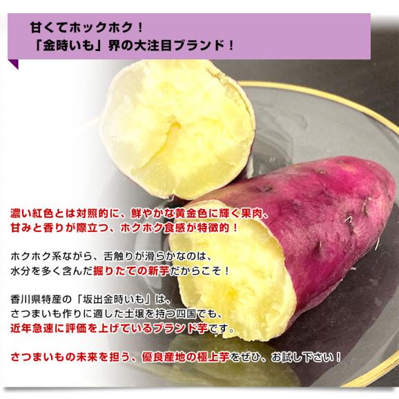 香川県産 JA香川県 ご家庭用 坂出金時いも 約5キロ（20本から30本前後） 送料無料 さかいで きんとき さつまいも サツマイモ04