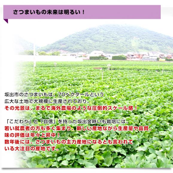 香川県産 JA香川県 ご家庭用 坂出金時いも 約5キロ（20本から30本前後） 送料無料 さかいで きんとき さつまいも サツマイモ06
