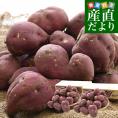 香川県産 JA香川県 ご家庭用　坂出金時いも　約5キロ&times;2箱セット（合計40本から60本前後）　送料無料　さかいで　きんとき　さつまいも　サツマイモ