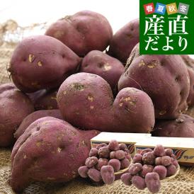 香川県産 JA香川県 ご家庭用　坂出金時いも　約5キロ×2箱セット（合計40本から60本前後）　送料無料　さかいで　きんとき　さつまいも　サツマイモ