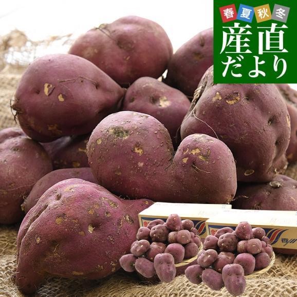 香川県産 JA香川県 ご家庭用　坂出金時いも　約5キロ&times;2箱セット（合計40本から60本前後）　送料無料　さかいで　きんとき　さつまいも　サツマイモ01