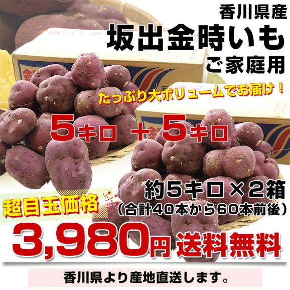 香川県産 JA香川県 ご家庭用　坂出金時いも　約5キロ&times;2箱セット（合計40本から60本前後）　送料無料　さかいで　きんとき　さつまいも　サツマイモ03