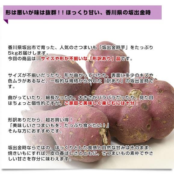 香川県産 JA香川県 ご家庭用　坂出金時いも　約5キロ&times;2箱セット（合計40本から60本前後）　送料無料　さかいで　きんとき　さつまいも　サツマイモ05