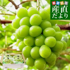山梨県産または長野県産 大型シャインマスカット超盛2.2キロ以上（4房入）送料無料 ぶどう ブドウ 種なしぶどう  クール便発送