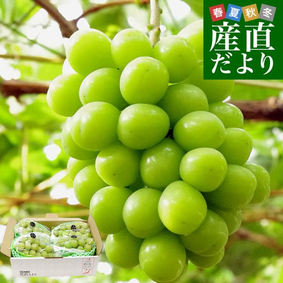 山梨県産または長野県産 大型シャインマスカット超盛2.2キロ以上（4房入）送料無料 ぶどう ブドウ 種なしぶどう  クール便発送01