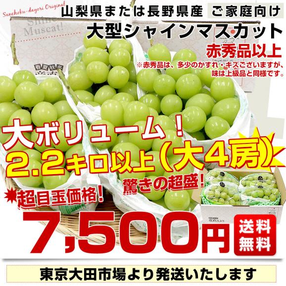 山梨県産または長野県産 大型シャインマスカット超盛2.2キロ以上（4房入）送料無料 ぶどう ブドウ 種なしぶどう  クール便発送03