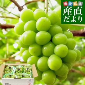 山梨県産または長野県産 大型シャインマスカット超盛2.75キロ以上（5房入）送料無料 ぶどう ブドウ 種なしぶどう  クール便発送