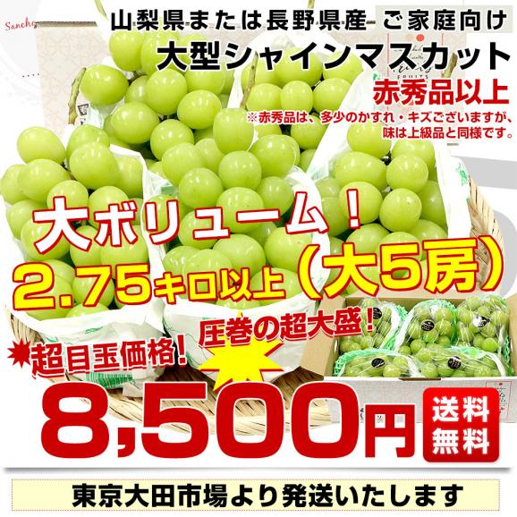 山梨県産または長野県産 大型シャインマスカット超盛2.75キロ以上（5房入）送料無料 ぶどう ブドウ 種なしぶどう  クール便発送03