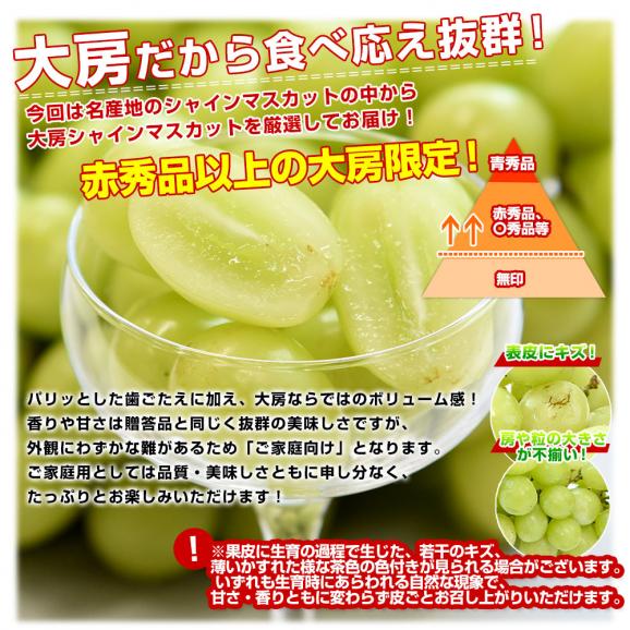 山梨県産または長野県産 大型シャインマスカット超盛2.75キロ以上（5房入）送料無料 ぶどう ブドウ 種なしぶどう  クール便発送04
